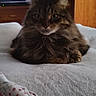 Petunia joined the competition — help win amazing prizes! cat, tabby, fluffy, long_hair, fur, whiskers, ears, eyes, nose, pet, animal, sitting, loafing, bed, blanket, bedroom, indoors, furniture, portrait, brown