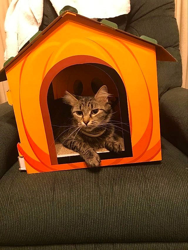 Angel Soft joined the competition — help win amazing prizes! bag, brown, carnivore, cat, cat_supply, chair, comfort, domestic_short_haired_cat, felidae, fur, grey, orange, room, small_to_medium_sized_cats, tail, tints_and_shades, whiskers, wood