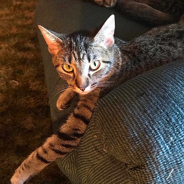 Tiger Paws
