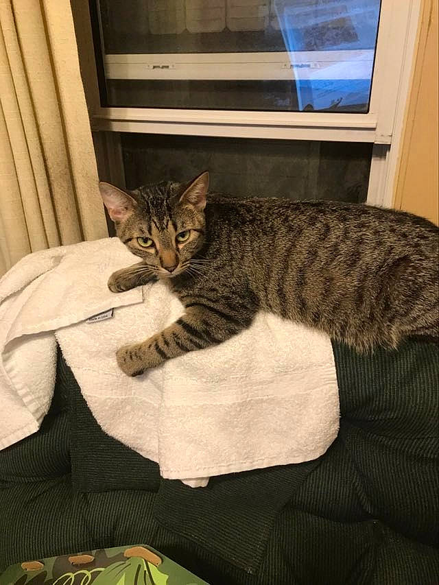 Tiger Paws is registered to the contest to win money with this photo: bedding, carnivore, cat, comfort, couch, curtain, domestic_short_haired_cat, felidae, fur, linens, nap, pattern, picture_frame, room, sitting, sleep, small_to_medium_sized_cats, tail, terrestrial_animal, whiskers