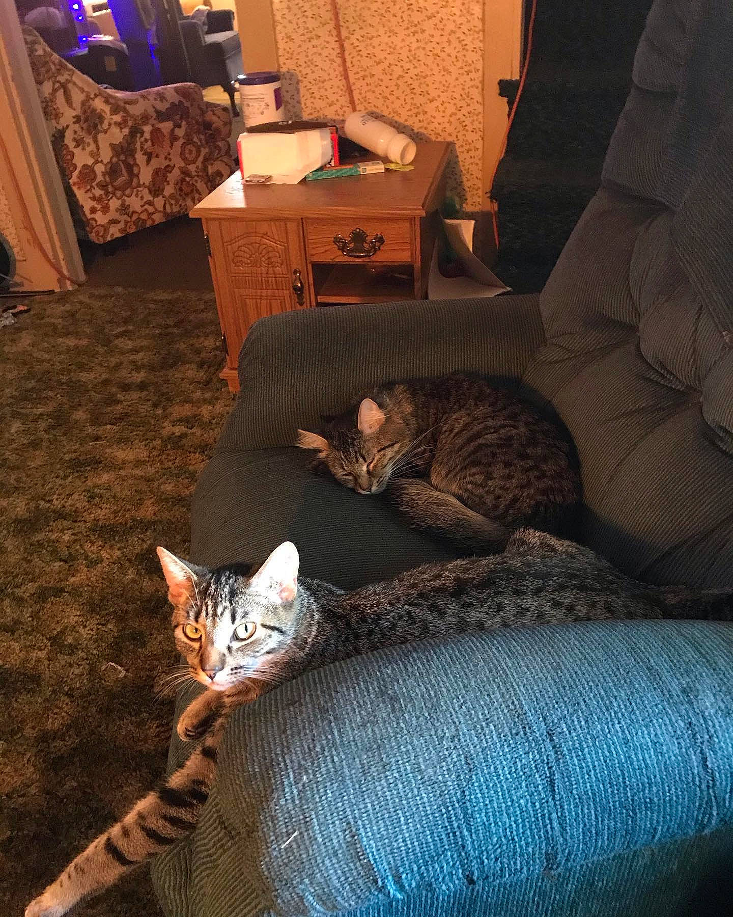 Tiger Paws joined the competition — help win amazing prizes! black, brown, carnivore, cat, comfort, couch, felidae, floor, furniture, grey, interior_design, light, lighting, living_room, mammal, small_to_medium_sized_cats, textile, vertebrate, whiskers, wood