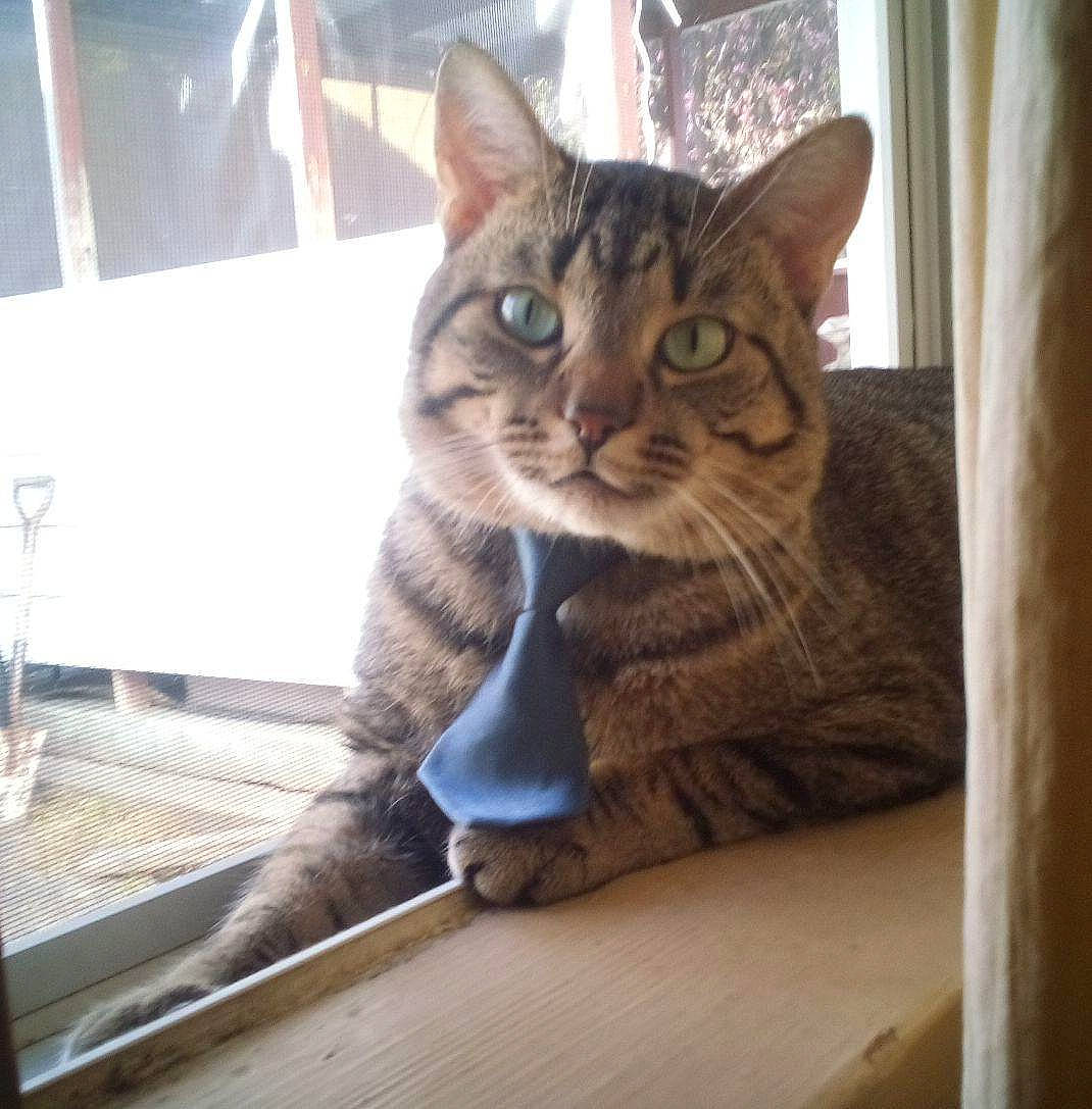 Tiger Paws joined the competition — help win amazing prizes! carnivore, cat, cat_supply, comfort, curtain, domestic_short_haired_cat, door, felidae, fur, paw, pet_supply, sitting, small_to_medium_sized_cats, snout, tail, whiskers, window, wood