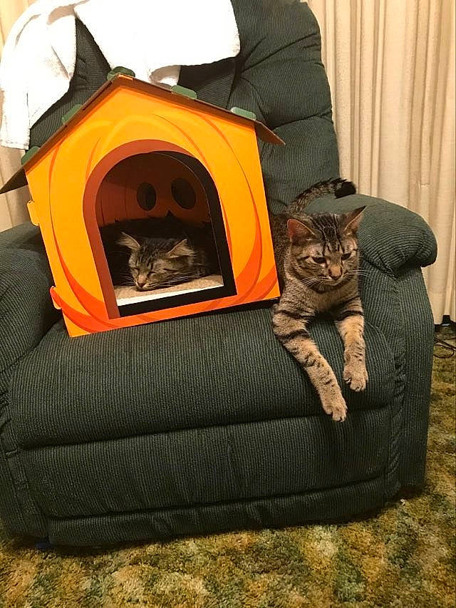 Tiger Paws joined the competition — help win amazing prizes! bag, bean_bag, brown, carnivore, cat, chair, club_chair, comfort, couch, curtain, dog_supply, felidae, grey, luggage_and_bags, mammal, orange, pet_supply, small_to_medium_sized_cats, vertebrate, whiskers