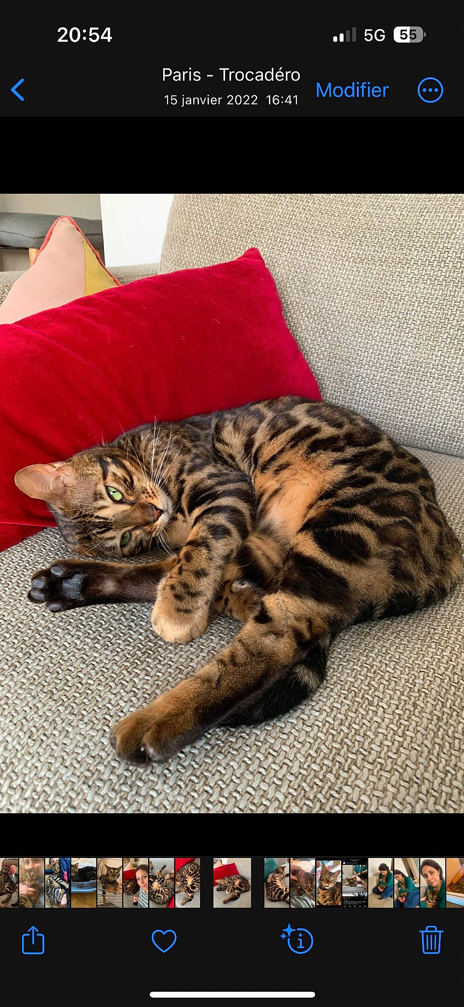 Rio a rejoint le concours — aidez-le/la à gagner de superbes lots ! bed, carnivore, cat, claw, comfort, domestic_short_haired_cat, fawn, felidae, foot, fur, linens, nap, paw, small_to_medium_sized_cats, snout, tail, terrestrial_animal, whiskers, wildlife, wood