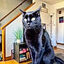 cat, black_cat, pet, indoor, living_room, staircase, bookshelf, plant, lamp, furniture, whiskers, green_eyes, fur, sitting, portrait, close_up, sunlight, sofa, home, animal