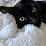 cat, black_cat, green_eyes, blanket, cozy, close_up, portrait, fur, whiskers, ear, bedding, snuggling, indoor, pet, domestic_cat, sleepy, soft_texture, resting, curious, face