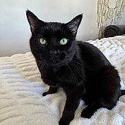 Blackie is registered to the contest to win money with this photo: cat, black_cat, pet, feline, green_eyes, whiskers, bed, blanket, cozy, indoor, portrait, closeup, ears, fur, paws, looking_at_camera, domestic_cat, home_decor, wall, dreamcatcher