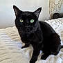 cat, black_cat, pet, feline, green_eyes, whiskers, bed, blanket, cozy, indoor, portrait, closeup, ears, fur, paws, looking_at_camera, domestic_cat, home_decor, wall, dreamcatcher
