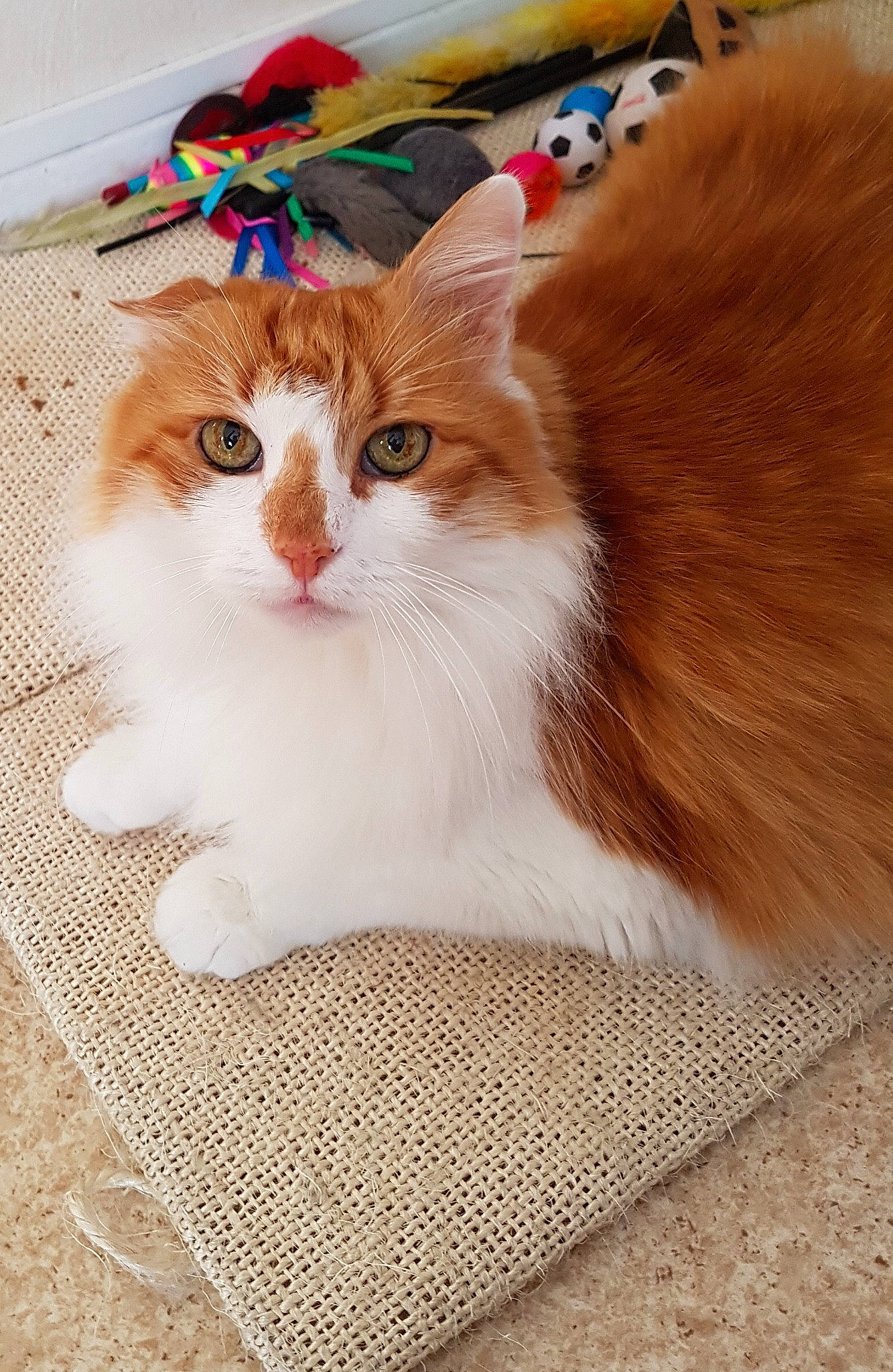 Garfield a rejoint le concours — aidez-le/la à gagner de superbes lots ! aegean_cat, asian_semi_longhair, british_semi_longhair, carnivore, cat, cymric, domestic_long_haired_cat, domestic_short_haired_cat, european_shorthair, fawn, felidae, fur, kitten, maine_coon, mammal, norwegian_forest_cat, ragamuffin, ragdoll, small_to_medium_sized_cats, whiskers