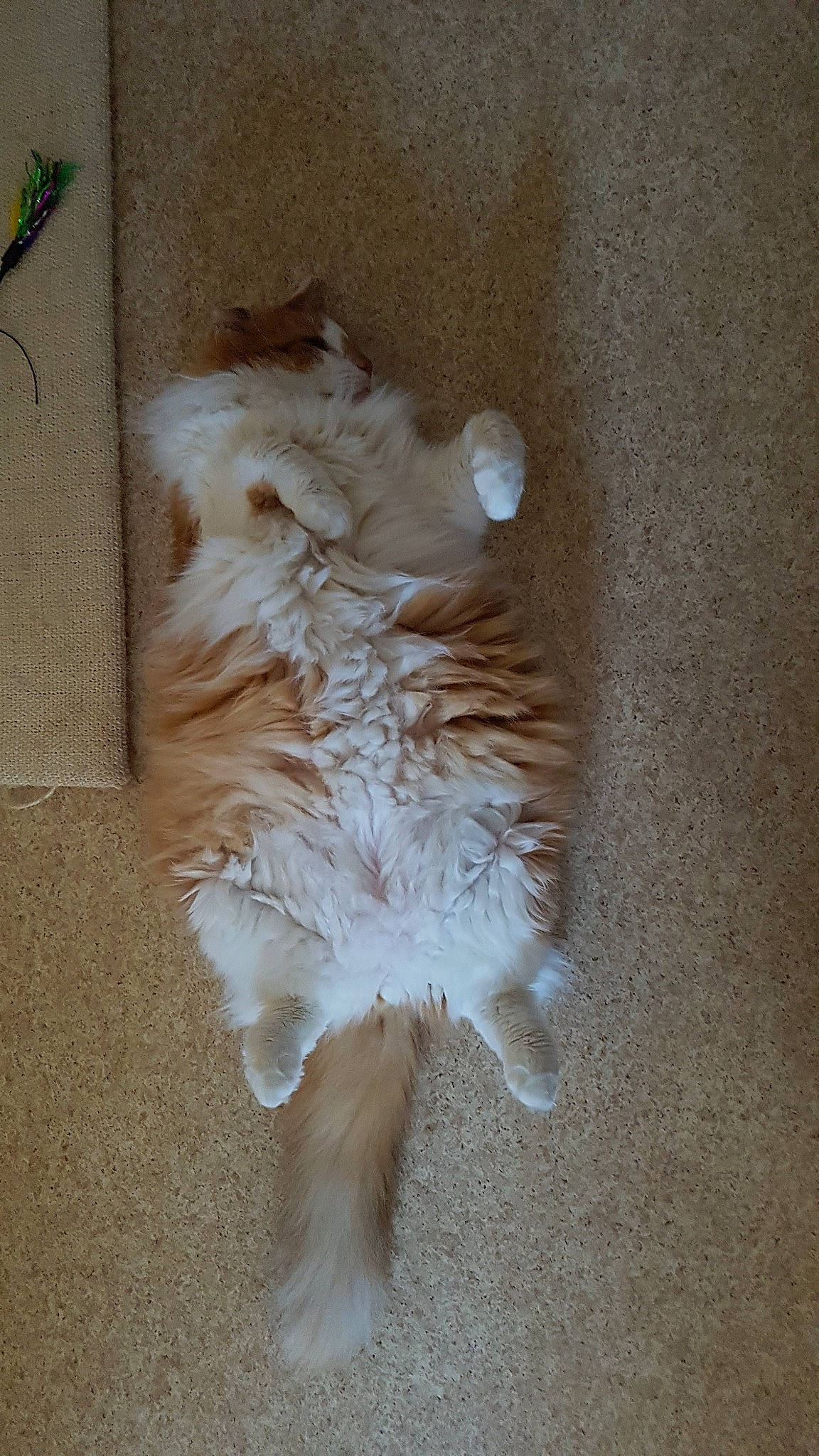 Garfield participe au concours pour gagner de l'argent avec cette photo : carnivore, cat, domestic_long_haired_cat, fawn, felidae, norwegian_forest_cat, persian, polydactyl_cat, ragamuffin, small_to_medium_sized_cats, tail, whiskers