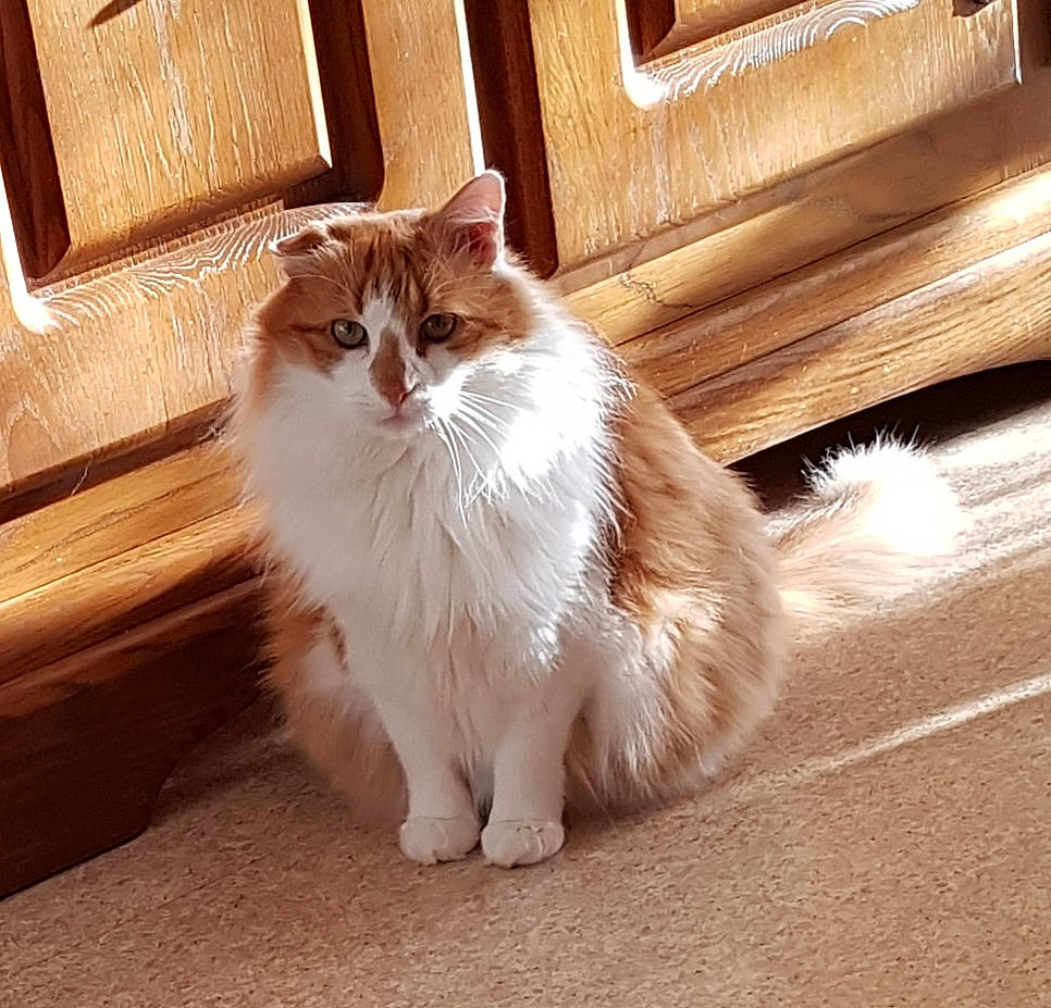 Garfield a rejoint le concours — aidez-le/la à gagner de superbes lots ! aegean_cat, american_curl, asian_semi_longhair, british_semi_longhair, carnivore, cat, cymric, domestic_long_haired_cat, fawn, felidae, fur, mammal, munchkin, norwegian_forest_cat, ragamuffin, small_to_medium_sized_cats, tail, whiskers