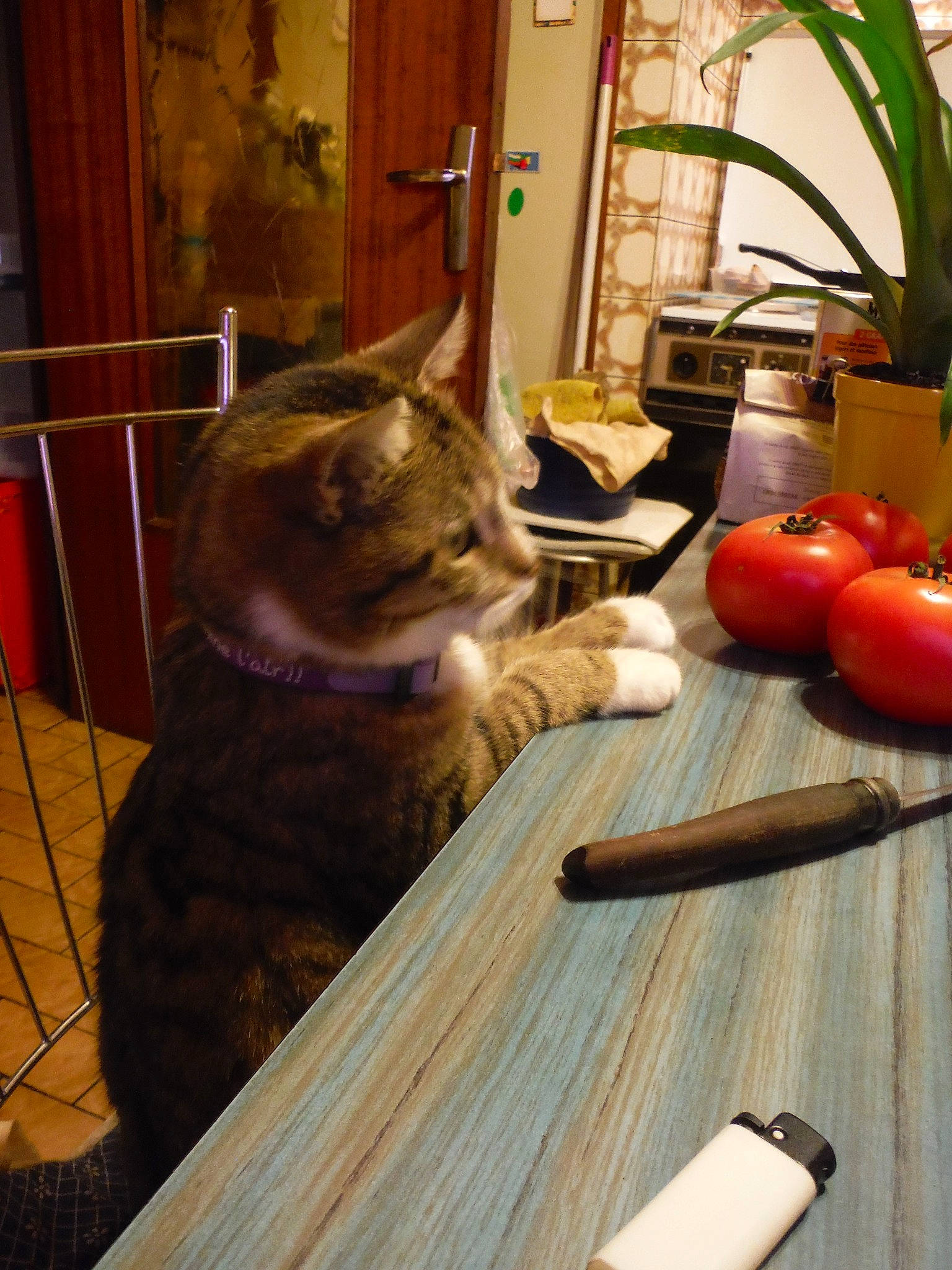 Filou a rejoint le concours — aidez-le/la à gagner de superbes lots ! carnivore, cat, felidae, plant, room, small_to_medium_sized_cats, table, vegetable, whiskers, wood