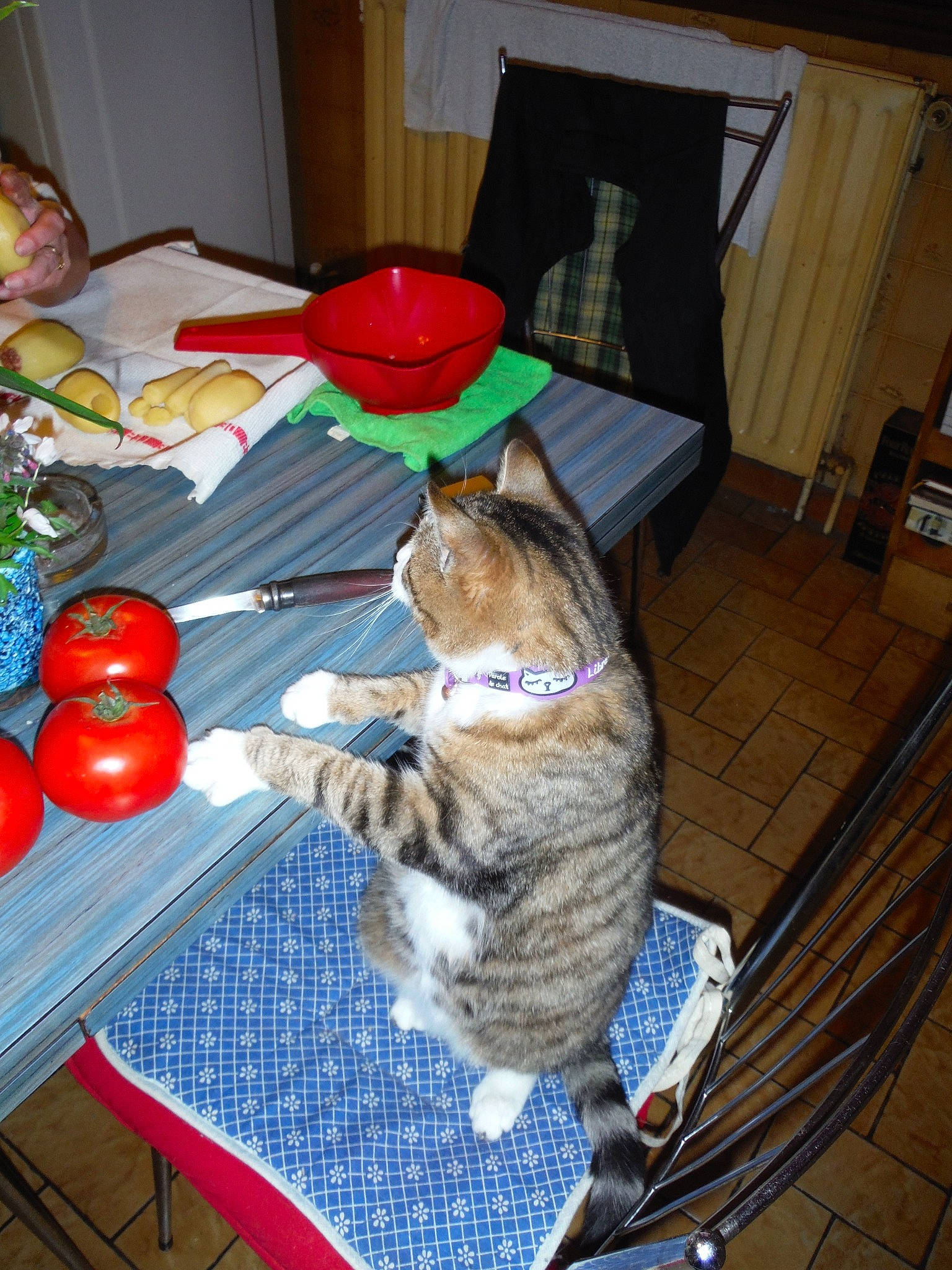 Filou participe au concours pour gagner de l'argent avec cette photo : carnivore, cat, domestic_short_haired_cat, european_shorthair, felidae, room, small_to_medium_sized_cats, tabby_cat, table, whiskers