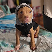 Tiny is registered to the contest to win money with this photo: puppy, dog, hoodie, clothing, bed, indoor, pet, cute, young, animal, brown, small, sitting, looking, eyes, front_paws, fur, canine, domestic_animal, blanket