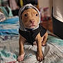 puppy, dog, hoodie, clothing, bed, indoor, pet, cute, young, animal, brown, small, sitting, looking, eyes, front_paws, fur, canine, domestic_animal, blanket