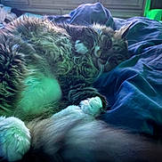 Shibhan joined the competition — help win amazing prizes! cat, fluffy, sleeping, bed, blanket, indoor, furniture, cozy, relaxed, pet, fur, paw, domestic_animal, resting, home, blue, soft_light, cute, animal, tabby