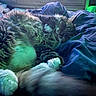 cat, fluffy, sleeping, bed, blanket, indoor, furniture, cozy, relaxed, pet, fur, paw, domestic_animal, resting, home, blue, soft_light, cute, animal, tabby