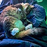 Shibhan joined the competition — help win amazing prizes! cat, fluffy, sleeping, paws, tail, blanket, blue, cozy, indoor, fur, pet, resting, curled_up, domestic_animal, cute, relaxed, soft, warm, comfort, animal