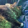 Shibhan is registered to the contest to win money with this photo: cat, tabby, sleeping, fur, whiskers, paw, blanket, blue, cozy, resting, domestic_animal, pet, mammal, indoor, closeup, feline, relaxation, soft, cute, animal