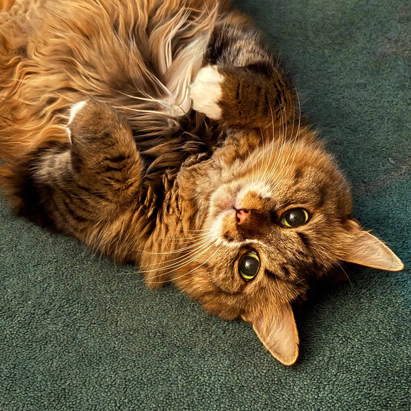 Shibhan joined the competition — help win amazing prizes! cat, fluffy, pet, animal, feline, carpet, lying_down, curious, whiskers, ears, paws, fur, domestic_animal, cute, relaxed, indoor, mammal, tabby, sleepy, cozy