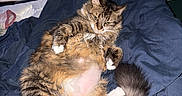 Shibhan joined the competition — help win amazing prizes! cat, tabby, fluffy, pet, animal, indoor, bed, blanket, paw, human_hand, relaxed, fur, tail, domestic_cat, resting, cute, feline, cozy, dorm_room, furniture