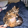 cat, tabby, fluffy, pet, animal, indoor, bed, blanket, paw, human_hand, relaxed, fur, tail, domestic_cat, resting, cute, feline, cozy, dorm_room, furniture