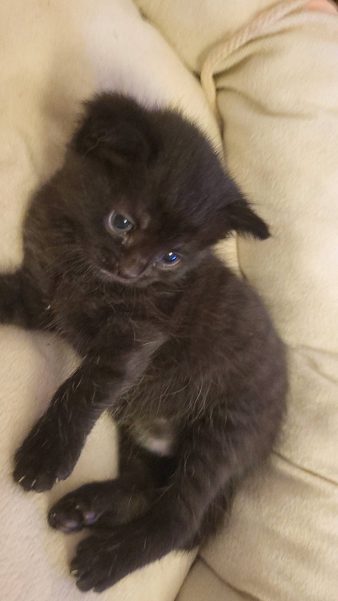 Ruby participe au concours pour gagner de l'argent avec cette photo : black_cat, carnivore, cat, claw, comfort, electric_blue, eye, fawn, felidae, flooring, foot, fur, paw, small_to_medium_sized_cats, snout, tail, terrestrial_animal, whiskers