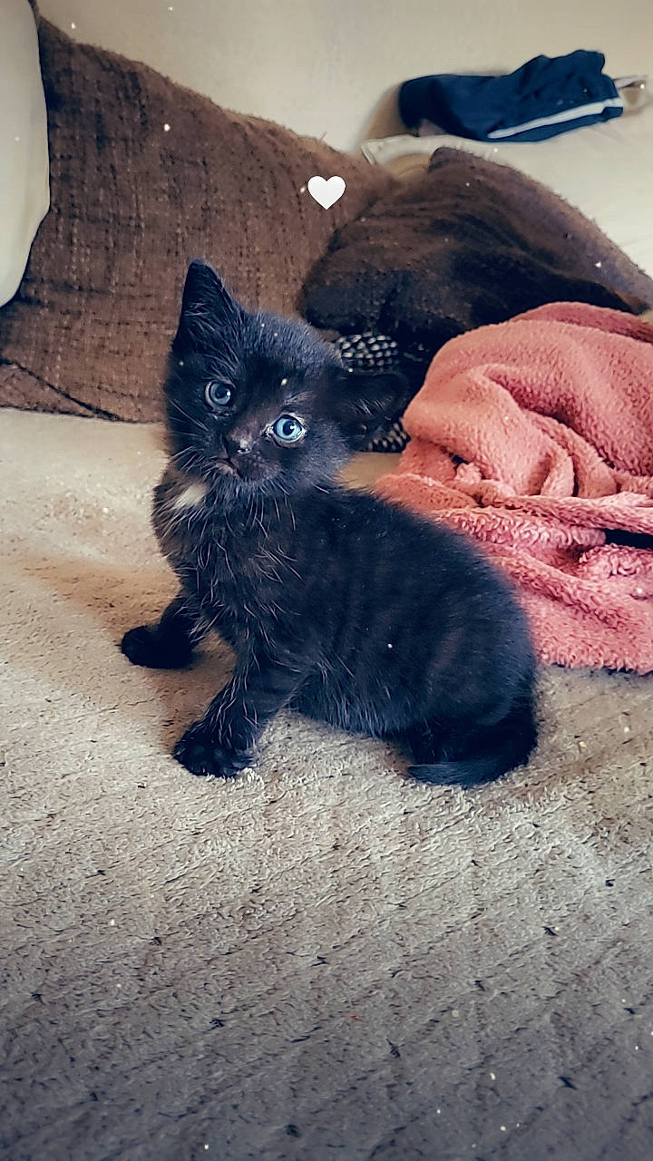 Ruby participe au concours pour gagner de l'argent avec cette photo : black_cat, carnivore, cat, claw, comfort, dog_breed, domestic_short_haired_cat, electric_blue, fawn, felidae, foot, grey, human_leg, leg, paw, small_to_medium_sized_cats, snout, tail, tints_and_shades, whiskers