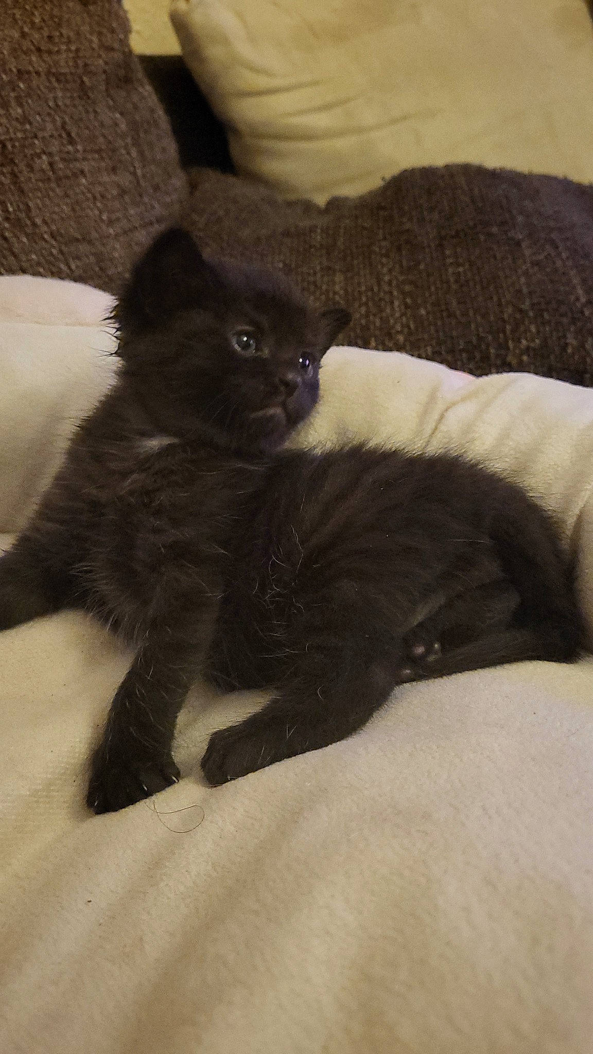 Ruby participe au concours pour gagner de l'argent avec cette photo : black_cat, carnivore, cat, claw, comfort, domestic_short_haired_cat, felidae, fur, grey, paw, small_to_medium_sized_cats, tail, terrestrial_animal, whiskers