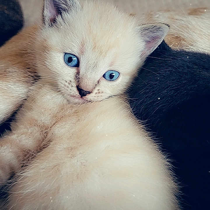 Plumette