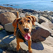 Biscotte participe au concours pour gagner de l'argent avec cette photo : adventure, animal, canine, close_up, coast, daylight, dog, excited, happy, landscape, nature, ocean, outdoor, pet, puppy, rocky_shore, smiling, sunny, tongue_out, water