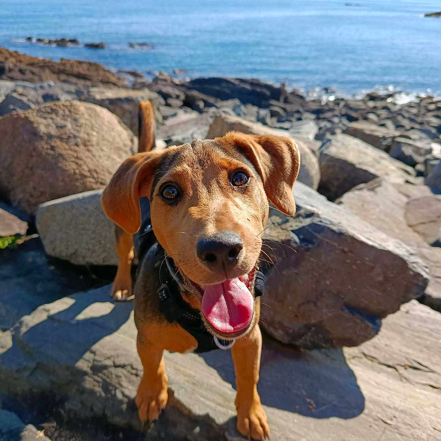 Biscotte participe au concours pour gagner de l'argent avec cette photo : adventure, animal, canine, close_up, coast, daylight, dog, excited, happy, landscape, nature, ocean, outdoor, pet, puppy, rocky_shore, smiling, sunny, tongue_out, water