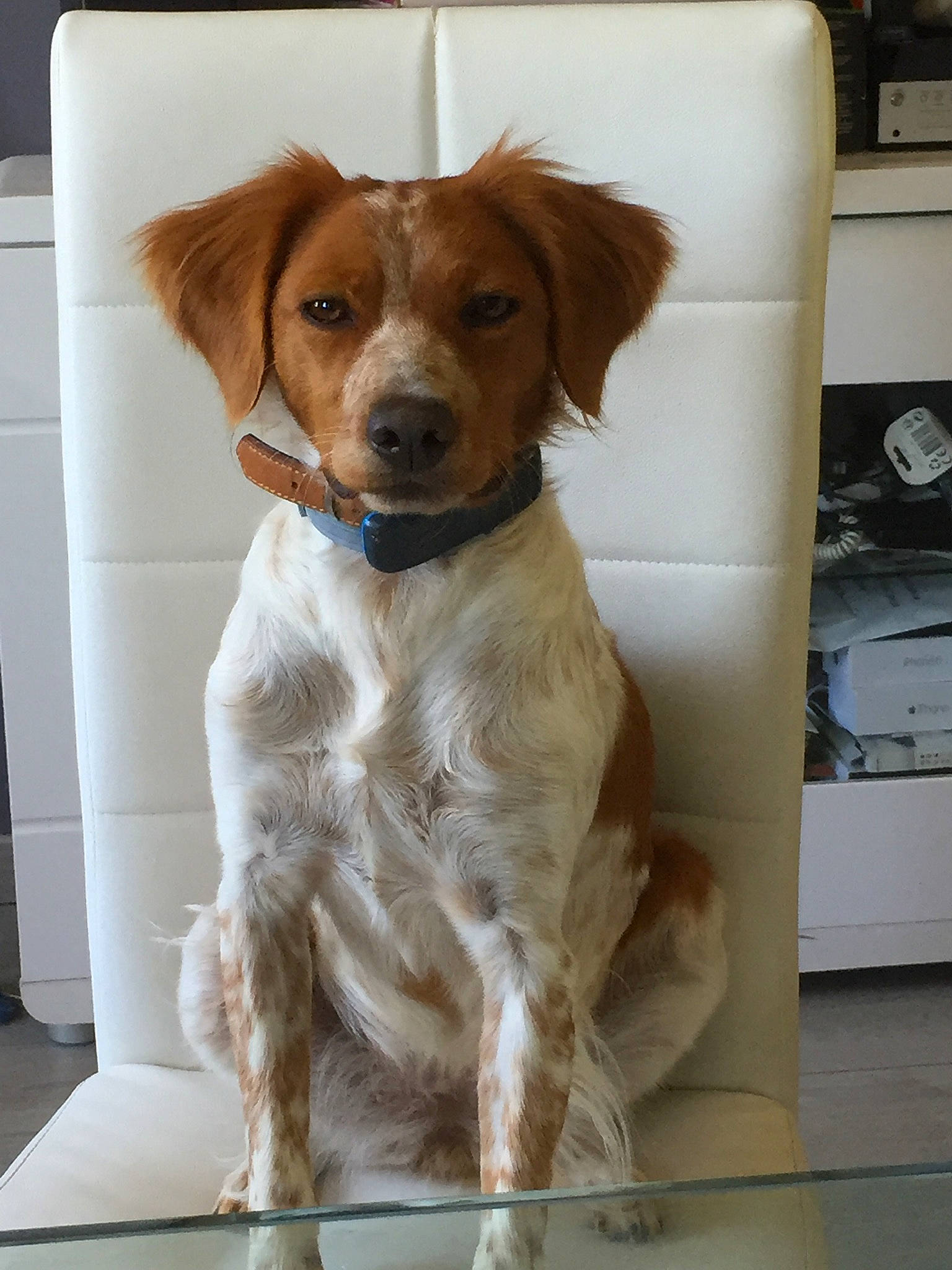 Jenny participe au concours pour gagner de l'argent avec cette photo : brittany, canidae, carnivore, companion_dog, dog, dog_breed, fawn, hunting_dog, irish_red_and_white_setter, kooikerhondje, liver, mammal, rare_breed_dog, setter, spaniel, sporting_group, vertebrate, welsh_springer_spaniel