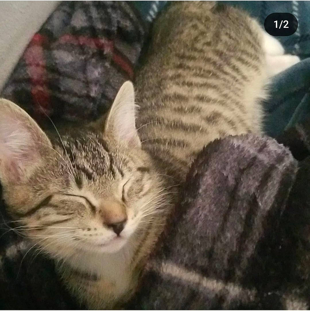 Stewie joined the competition — help win amazing prizes! carnivore, cat, cat_bed, claw, comfort, domestic_short_haired_cat, felidae, fur, nap, pattern, paw, sleep, small_to_medium_sized_cats, snout, terrestrial_animal, textile, whiskers, wildlife