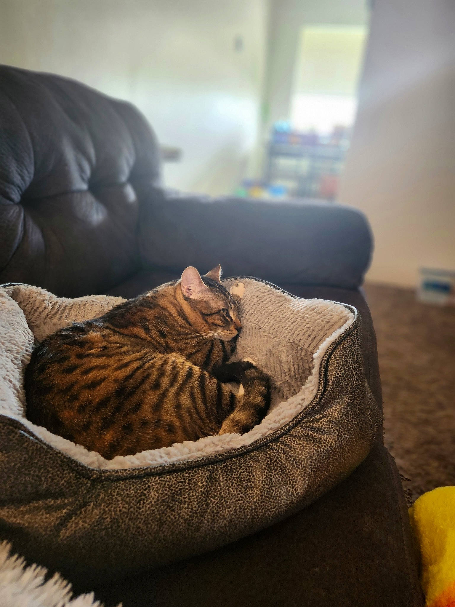 Stewie is registered to the contest to win money with this photo: bed, bedding, carnivore, cat, cat_bed, comfort, couch, felidae, flooring, fur, grey, hardwood, interior_design, linens, living_room, pattern, room, small_to_medium_sized_cats, whiskers, wood
