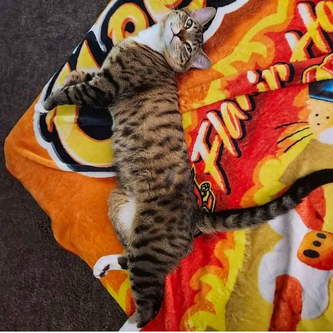 Stewie joined the competition — help win amazing prizes! art, big_cats, carmine, carnivore, cat, comfort, domestic_short_haired_cat, felidae, foot, fur, leg, mammal, orange, paw, small_to_medium_sized_cats, snout, tail, toy, vertebrate, whiskers