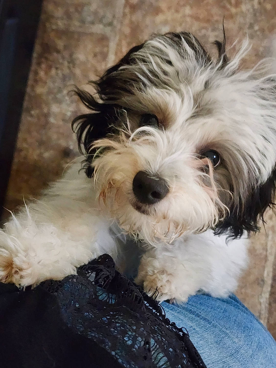 Katy Bug is registered to the contest to win money with this photo: biewer_terrier, canidae, carnivore, companion_dog, dog, dog_breed, fur, maltepoo, non_sporting_group, puppy, shih_poo, small_terrier, snout, sporting_group, terrier, toy_dog, water_dog, working_animal