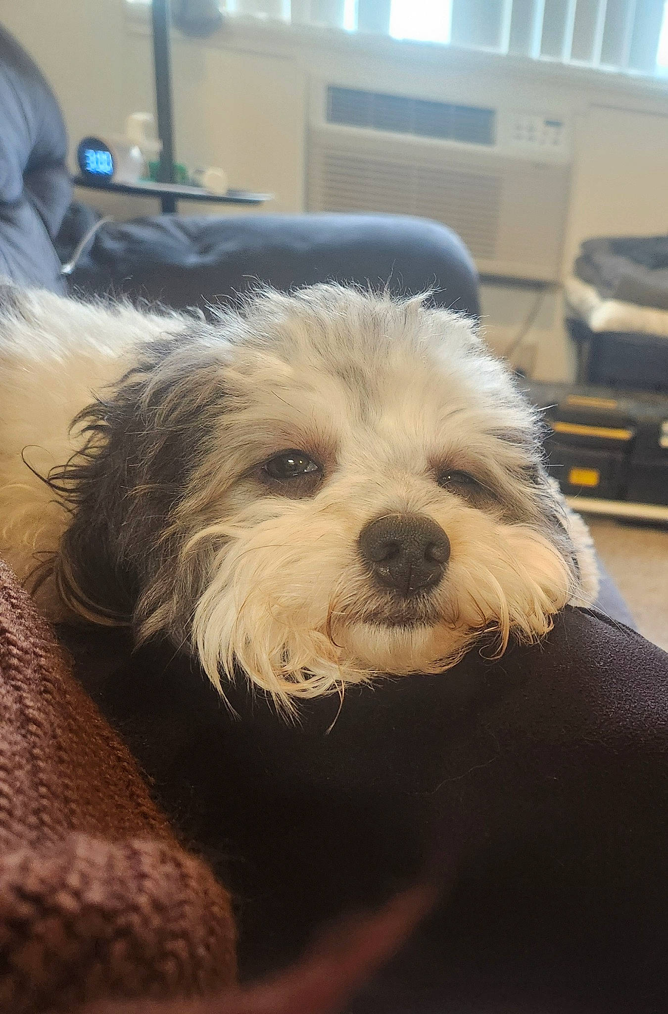 Katy Bug is registered to the contest to win money with this photo: biewer_terrier, canidae, carnivore, comfort, companion_dog, dog, dog_breed, flooring, fur, maltepoo, non_sporting_group, poodle_crossbreed, puppy_love, small_terrier, snout, sporting_group, terrier, toy_dog, working_animal, yorkipoo