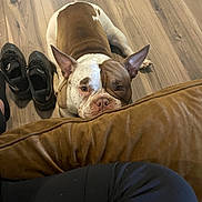 Bear is registered to the contest to win money with this photo: brown_and_white, canine, casual, companion, couch, cushion, dog, domestic_animal, ears_up, floor, flooring, home, indoor, looking_up, pet, relaxed, resting, shoes, sneakers, wooden_floor