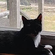 Felix is registered to the contest to win money with this photo: cat, black_and_white, window, wooden_surface, indoor, natural_light, screen, paw, feline, resting, shadow, pet, animal, quiet, daylight, house, relaxing, texture, domestic, curiosity