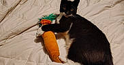 Felix joined the competition — help win amazing prizes! cat, black_and_white_cat, plush_toy, carrot_toy, bed, comfort, indoor, pet, animal, feline, resting, toy, cozy, blanket, fur, whiskers, cute, domestic_cat, playful, relaxing
