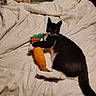 cat, black_and_white_cat, plush_toy, carrot_toy, bed, comfort, indoor, pet, animal, feline, resting, toy, cozy, blanket, fur, whiskers, cute, domestic_cat, playful, relaxing