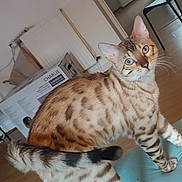 Cocos a rejoint le concours — aidez-le/la à gagner de superbes lots ! animal, bengal_cat, box, brown_spots, cat, chair, curious, ears, floor, furniture, home, houseplant, indoor, mat, pet, radiator, striped_tail, whiskers, window, wooden_floor