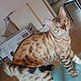 animal, bengal_cat, box, brown_spots, cat, chair, curious, ears, floor, furniture, home, houseplant, indoor, mat, pet, radiator, striped_tail, whiskers, window, wooden_floor