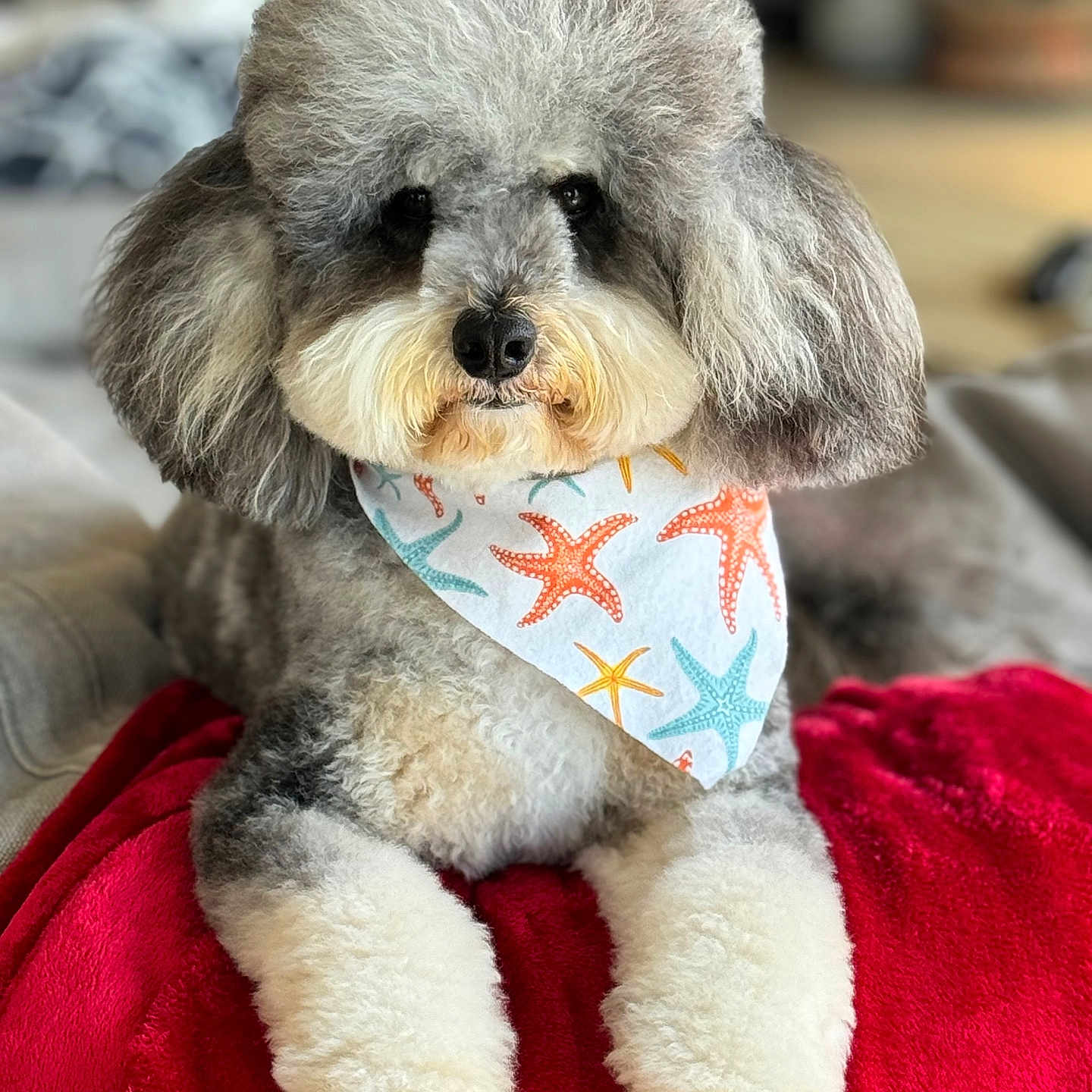 Gigi Lew is registered to the contest to win money with this photo: accessories, affenpinscher, animal, bandana, blanket, canine, couch, cushion, dog, furniture, headband, homedecor, pet, poodle, puppy, terrier, toy, whitedog