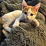 Pumpkin joined the competition — help win amazing prizes! animal, cat, closeup, cozy, curious, cute, ears, feline, fluffy_blanket, foot, indoor, kitten, orange_and_white, paw, pet, relaxed, resting, soft_texture, whiskers, young