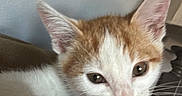 Pumpkin is registered to the contest to win money with this photo: animal, cat, close_up, curious, cute, domestic, ears, face, feline, hand, indoor, kitten, nibbling, orange_and_white, person, pet, playing, soft_light, whiskers, young