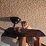 Pumpkin is registered to the contest to win money with this photo: arms, cat, ceiling, ceiling_fan, collar, curious, fun, home, indoor, interaction, kitten, lifting, orange_and_white_cat, person, pet, playful, shadow, smiling, texture, warm_light