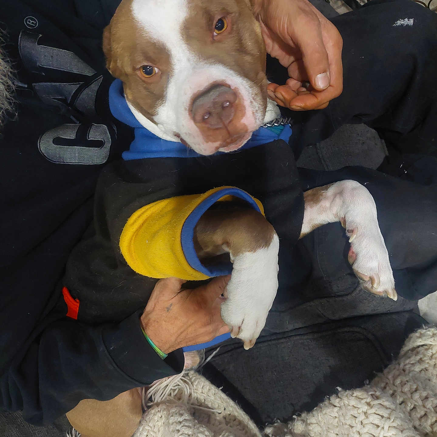 Natas is registered to the contest to win money with this photo: animal, baby, beagle, bodypart, boxer, bulldog, canine, clothing, dog, face, finger, hand, hat, head, hound, person, pet, pitbull, pointer, puppy