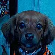 Gusgus is registered to the contest to win money with this photo: dog, brown_dog, pet, close_up, collar, orange_collar, indoor, portrait, animal, cute, fur, ears, face, canine, looking_at_camera, blurry_background, blue_wall, colorful_objects, household, moto_g_watermark